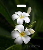 Пакет вырубная ручка 420х480х0,090 Перфекто Плюмерия ПВД /25/400