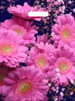 Пакет вырубная ручка 450х380х0,060 ламин Яркие герберы /50/500