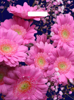 Пакет вырубная ручка 450х380х0,060 ламин Яркие герберы /50/500