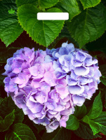 Пакет вырубная ручка 400х310х0,060 Сердце Гортензии ПВД /50/500