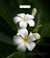 Пакет вырубная ручка 420х480х0,090 Перфекто Плюмерия ПВД /25/400