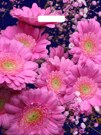 Пакет вырубная ручка 450х380х0,060 ламин Яркие герберы /50/500